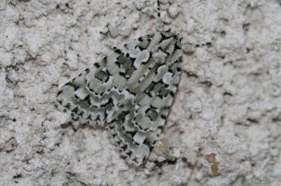 Bryophile du Lichen (La) Nyctobrya muralis (Forster, 1771)