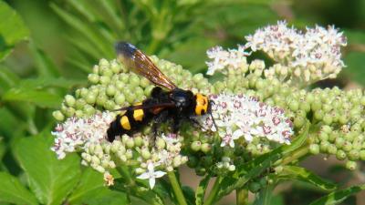  Megascolia maculata flavifrons (Fabricius, 1775)