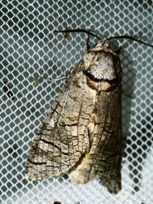 Cossus gâte-bois (Le) Cossus cossus (Linnaeus, 1758)