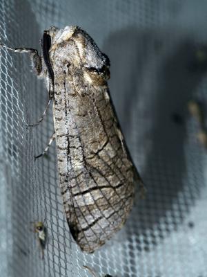 Cossus gâte-bois (Le) Cossus cossus (Linnaeus, 1758)