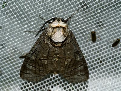 Cossus gâte-bois (Le) Cossus cossus (Linnaeus, 1758)