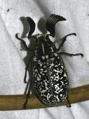 Hanneton foulon, Hanneton des pins Polyphylla fullo (Linnaeus, 1758)