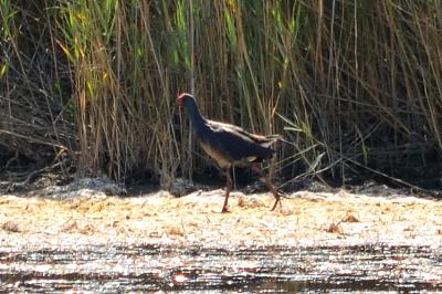 Poule sultane, Talève sultane, Porphyrion bleu Porphyrio porphyrio (Linnaeus, 1758)