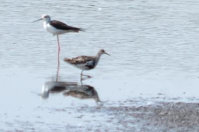 Chevalier combattant, Combattant varié Calidris pugnax (Linnaeus, 1758)