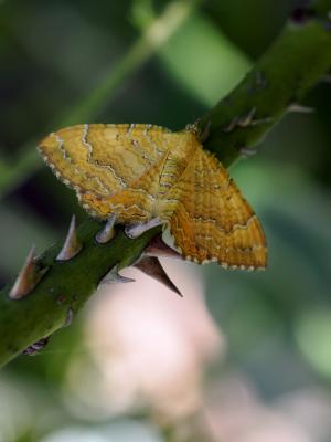 Brocatelle d'or (La) Camptogramma bilineata (Linnaeus, 1758)