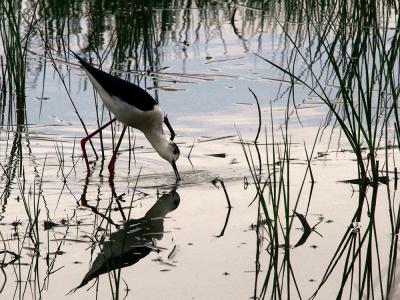 Echasse blanche Himantopus himantopus (Linnaeus, 1758)