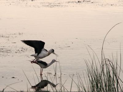 Echasse blanche Himantopus himantopus (Linnaeus, 1758)