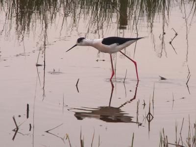 Echasse blanche Himantopus himantopus (Linnaeus, 1758)