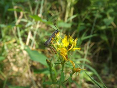  Oberea linearis (Linnaeus, 1758)