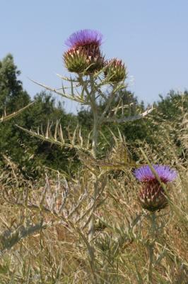 Cardon, Carde Cynara cardunculus L., 1753