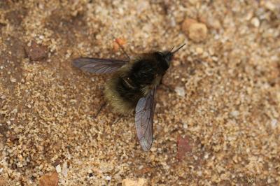  Bombylius Linnaeus, 1758