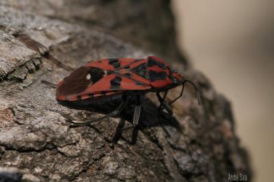  Spilostethus pandurus (Scopoli, 1763)