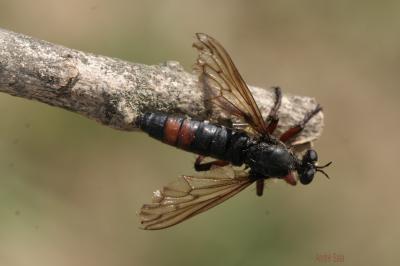  Dasypogon diadema (Fabricius, 1781)