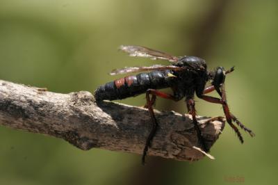  Dasypogon diadema (Fabricius, 1781)