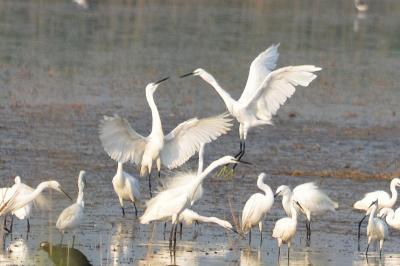 Aigrette garzette Egretta garzetta (Linnaeus, 1766)
