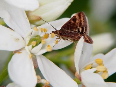  Pyrausta despicata (Scopoli, 1763)
