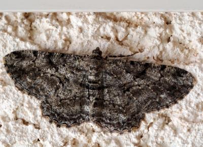 Boarmie rhomboïdale (La), Boarmie commune (La) Peribatodes rhomboidaria (Denis & Schiffermüller, 1775)