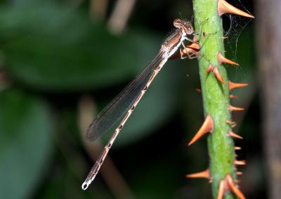 Leste brun Sympecma fusca (Vander Linden, 1820)