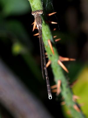 Leste brun Sympecma fusca (Vander Linden, 1820)