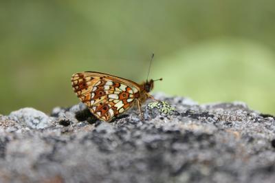 Petit Collier argenté (Le), Nacré fléché (Le) Boloria selene (Denis & Schiffermüller, 1775)