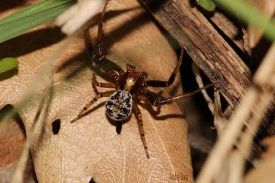Xystique Xysticus 