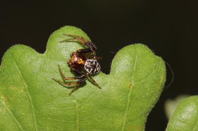 Xystique Xysticus 