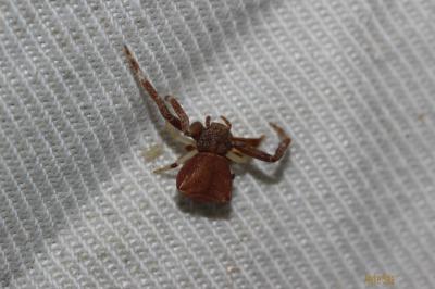  Pistius 