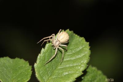 Araignées-crabes, Araignées-crabes des fleurs et d Thomisidae 