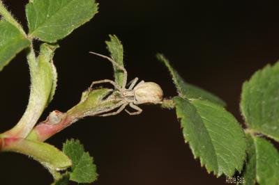 Araignées-crabes, Araignées-crabes des fleurs et d Thomisidae 
