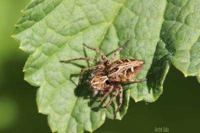 Araignée-lynx Oxyopes heterophthalmus (Latreille, 1804)