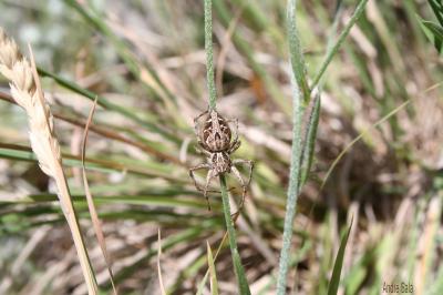 Araignée-lynx Oxyopes heterophthalmus (Latreille, 1804)