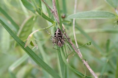Araignée-lynx Oxyopes heterophthalmus (Latreille, 1804)