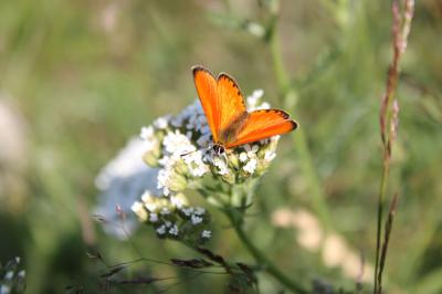 Cuivré de la Verge-d'or (Le), Cuivré satiné (Le),  Lycaena virgaureae (Linnaeus, 1758)