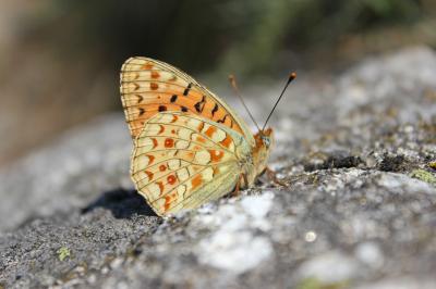 Chiffre (Le) Fabriciana niobe (Linnaeus, 1758)