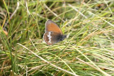 Céphale (Le), Arcanie (L') Coenonympha arcania (Linnaeus, 1760)