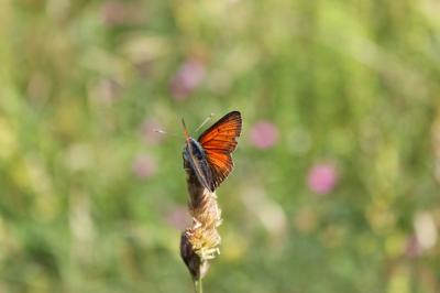 Cuivré écarlate (Le) Lycaena hippothoe (Linnaeus, 1760)