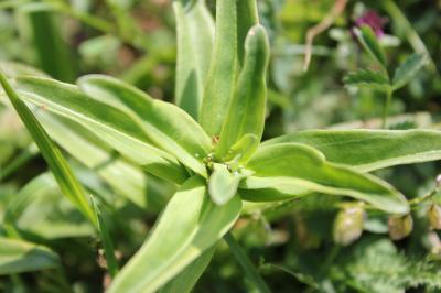 Gentiane croisette Gentiana cruciata L., 1753