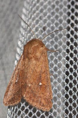 Point blanc (Le) Mythimna albipuncta (Denis & Schiffermüller, 1775)