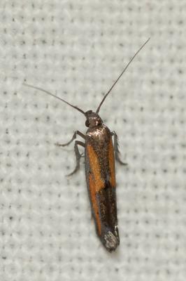  Ochromolopis ictella (Hübner, 1813)