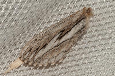  Pachypasa limosa (Serres, 1826)