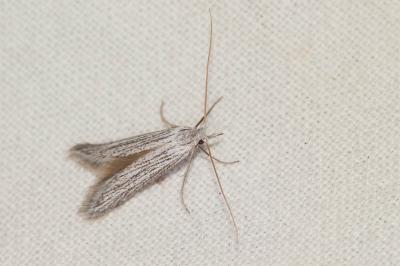  Pterolonche inspersa Staudinger, 1859