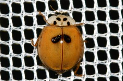 Coccinelle à dix points Adalia decempunctata (Linnaeus, 1758)