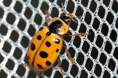 Coccinelle à treize points Hippodamia tredecimpunctata (Linnaeus, 1758)