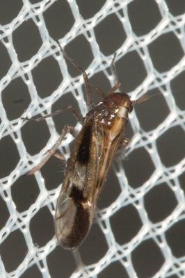  Euides speciosa (Boheman, 1845)