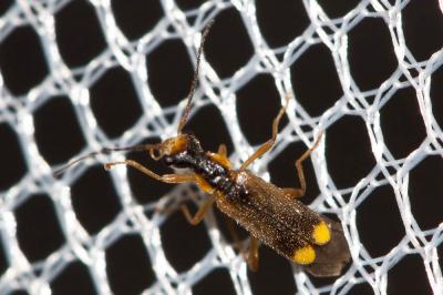  Malthinus seriepunctatus Kiesenwetter, 1852