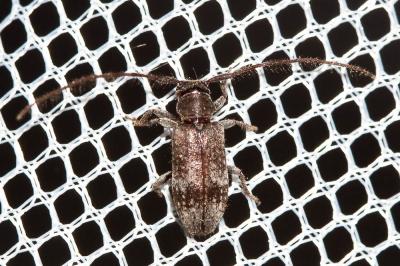  Exocentrus adspersus Mulsant, 1846