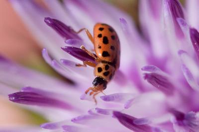 Coccinelle à dix-neuf points Anisosticta novemdecimpunctata (Linnaeus, 1758)