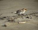 Bruant des neiges Plectrophenax nivalis (Linnaeus, 1758)