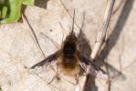 Grand bombyle Bombylius major Linnaeus, 1758