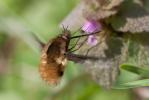 Grand bombyle Bombylius major Linnaeus, 1758